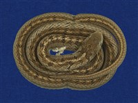 藏品(赤背松柏根)的圖片